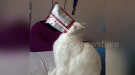 Funny moment cat gets caught stealing Doritos