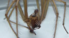 Big scary spider cleans its feet whilst watching you!