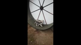 Cute husky puppies love running on wheel at farm home in Egypt