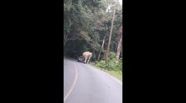 Terrifying moment wild elephant CRUSHES a passing car on mountain road (