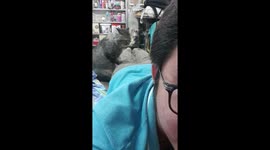 Clever cat gives owner massage in Thailand