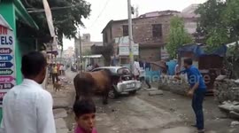 Notorious bull damage car in northern India, third such attack in November