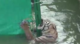 12-hour tiger rescue mission ends in tragedy when big cat dies after falling into Indian river
