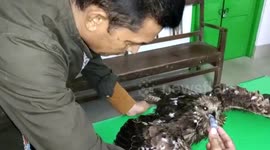 Man revives ailing eagle in northeastern India then releases it into the wild