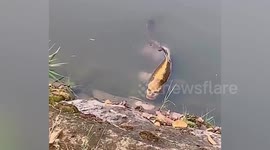 Chinese tourist spots fish with 'human face' in lake