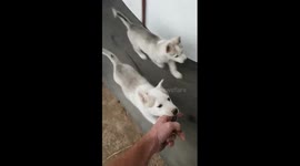 huskies love to run on the wheel