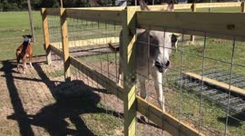 Donkey on Texas farm gets jealous of other animals stealing all the attention