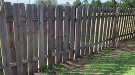 Ringo the Billy Goat refuses to let a fence stand in his way