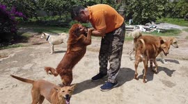 India dog rescue: Meet the IT entrepreneur who has rescued more than 850 strays