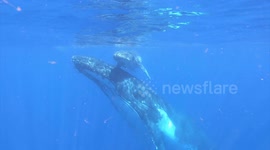 Baby whale and mother 'sing' to each other off Tonga's coast