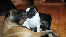 French bulldog is groomed by adopted Belgian shepherd mother