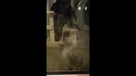 Kittens paws at glass door to come in
