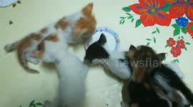 Six Kitties On Table For Milk Feeding