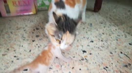 Mother Moves Her Baby Kitty With Her Mouth