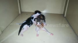 Little Kitties Crawled Over To Find Mommy