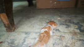 Little baby Kitty 3rd Week Old Tries Her First Walk