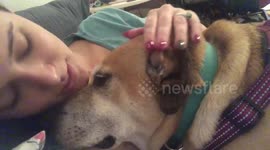 Dog gets tired after moms lullaby