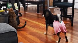 Pet dog stops cat stealing from bag