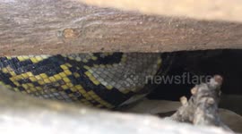 Snake Catcher Wrestles Pythons  And Charms Cobras