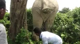 Man risks life to pull out iron rod from killer wild tusker's leg, nurses the bull back to health in north-eastern India