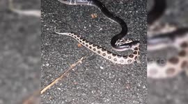 Horrifying moment snake eats another snake in India