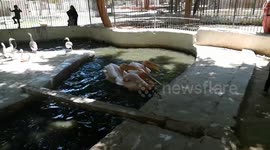 Hungry Pink Pelican Eats Fresh Fishes
