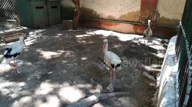 Triplets White Pelican brought home from african zoo