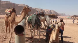 Dozens of riderless camels race through desert of Jordan