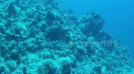 Huge Turtle in Sharm EL Shiekh