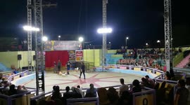 Cute Dogs Follows Their Russian Trainer Instructions In Circus