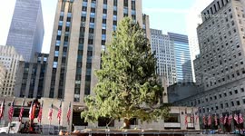 Iconic 2019 Rockefeller Christmas tree arrives in New York City