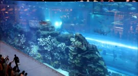 Dubai Aquarium & Underwater Zoo