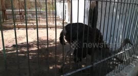 African Ostrich Picking Up Some Left Overs