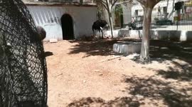 African Ostrich Almost Knock Down Visitor