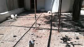 Triplets White Helmeted Guineafowl In Zoo Nest