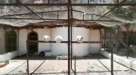White African Helmeted Guineafowl Sitting In Their Hut