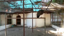 African Peafowl Stands In Visitors Area