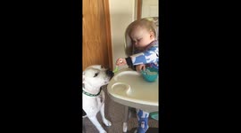 Toddler Shares Yogurt With Pit Bull