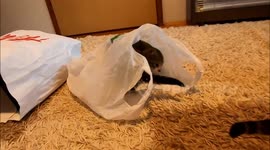 The kitten is cleverly released from the nylon bag