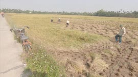 Unique Rice harvest season in Vietnamese countryside! People harvest rice Very simply and manually.