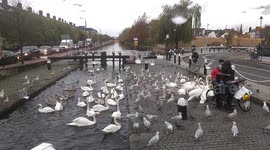 The day of the birds on The Grand Canal Dublin.
