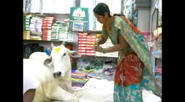 Stray cow becomes Indian cloth shop mascot after coming in to nap repeatedly