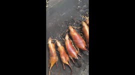 Vietnamese locals clean mice carcasses before grilling and serving them