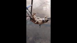 The dog likes to wobble on the hammock