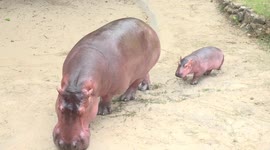 Adorable moment baby hippo is born at zoo in Thailand