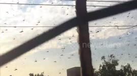 Swarm of black locusts descends on farmland near city of Karachi
