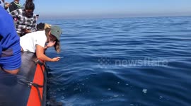 Up close encounter with humpback whale