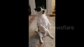 This Jack Russell hilariously sits in the most peculiar way