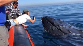 'He wants a kiss': Whale breaches and inspects raft off California's coast
