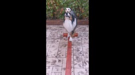 Rush the talented dog is back! This time he’s balancing a ball on his nose while walking the plank